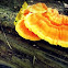 Sulphur Polypore