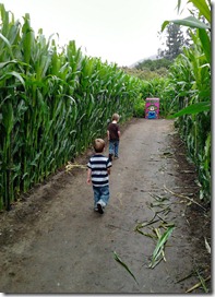 cornmaze