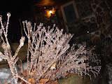 DSC08148.JPG
