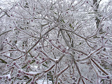 DSC08213.JPG
