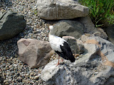 Toledo Zoo 2006 016.jpg