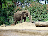 Toledo Zoo 2006 073.jpg