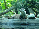 Toledo Zoo 2006 048.jpg