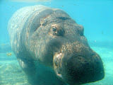 Toledo Zoo 2006 054.jpg