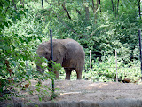 Toledo Zoo 2006 071.jpg