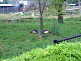 Toledo Zoo 2006 155.jpg