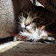 Bree with her feathers