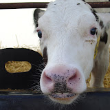 Ashland Ohio Farm Tour 2008