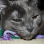 Colby enjoying the fresh catnip in his toy