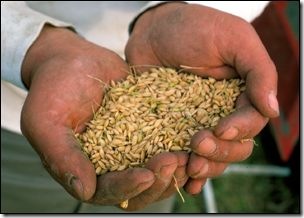 Genetically Modified_rice