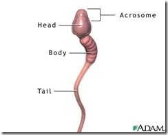sperm_parts