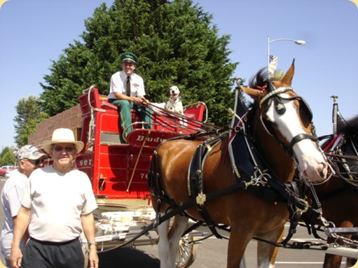 Budweiser Clydesdales at McChord AFB, WA 020