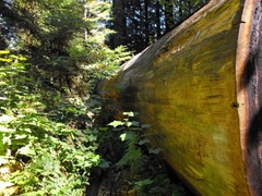 [Avenue of the Giants-Ancient Redwoods 077[2].jpg]