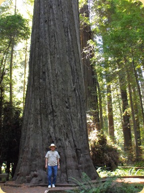 Avenue of the Giants-Ancient Redwoods 088