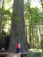 [Avenue of the Giants-Ancient Redwoods 090[2].jpg]