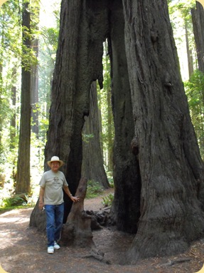 Avenue of the Giants-Ancient Redwoods 091