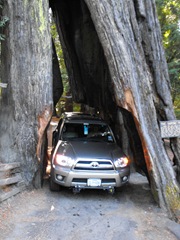 [Avenue of the Giants-Ancient Redwoods 136[2].jpg]