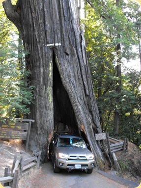 Avenue of the Giants-Ancient Redwoods 138