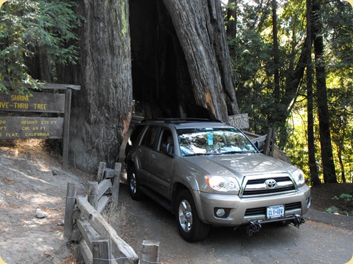 Avenue of the Giants-Ancient Redwoods 139