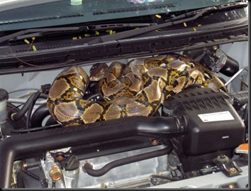 snakeineng1ae8