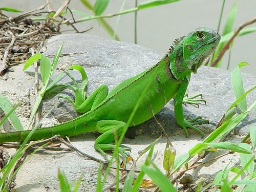 [Iguana_iguana_juv1[3].jpg]