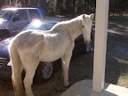 Don't ride the white horse #threwmeandcrackedmyribafewyearsago