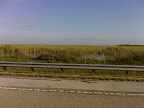 The Everglades