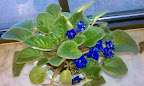 My African Violet