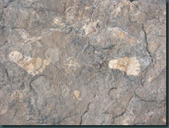P6275412