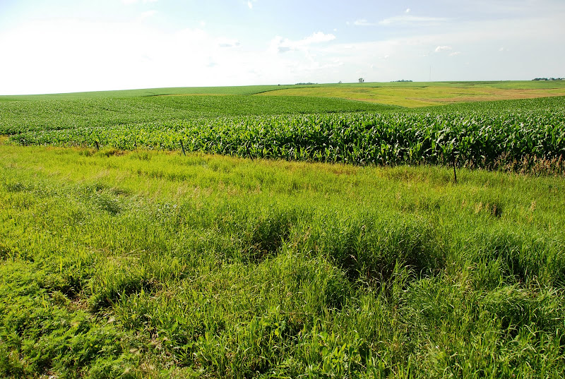 External inline image provided by member with no explanatory text