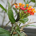 Caterpillar eating Milkweed