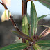 Egg on Milkweed leaf