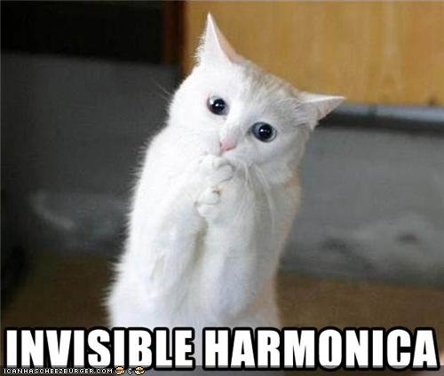 [funny-pictures-cat-has-invisible-harmonica[2].jpg]