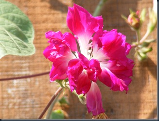 DSCF2414