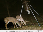 Louisiana Deer Hunting Land Lease