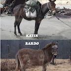 Bardo-Hinny-Katır