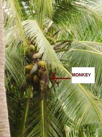[labeled monkey in tree close up[2].jpg]
