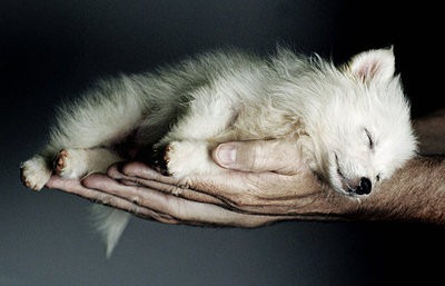 [animal,hands,nature,sleeping,cute,dog-43adfe26dc88d3dba552c9b416267265_h[4].jpg]