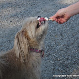 Dogs love icecream