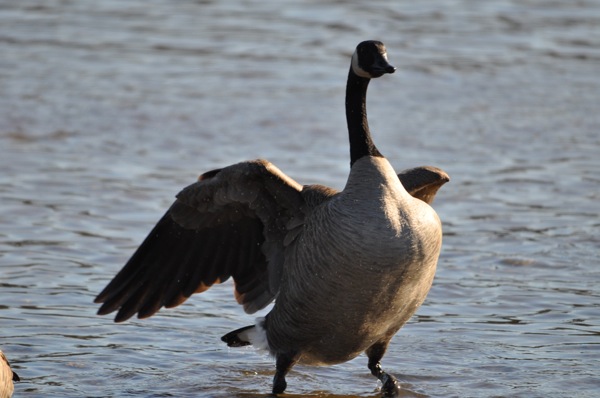 goose.jpg goose.jpg