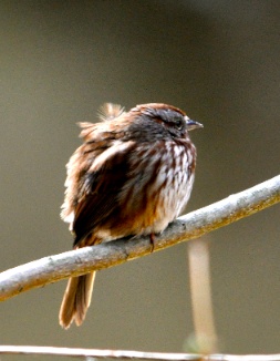 Song sparrow