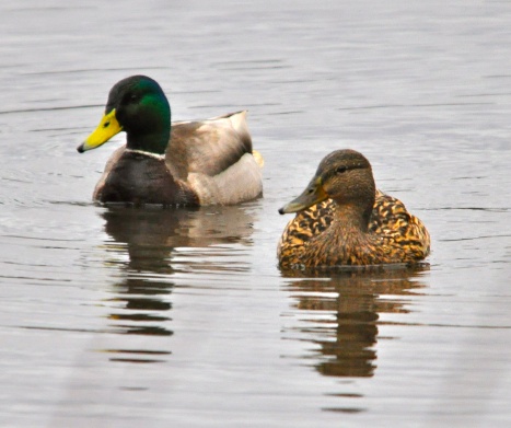 Mallards3