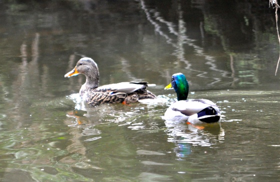 Mallards.jpg Mallards