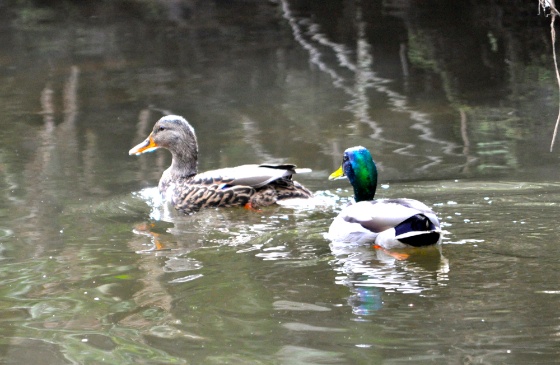 Mallards