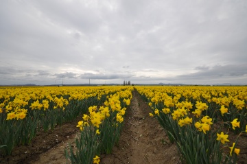 Daffodils2