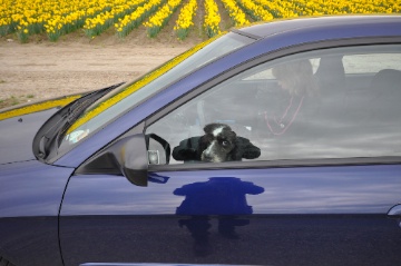 gilbert&tulips.jpg Gilbert tulips