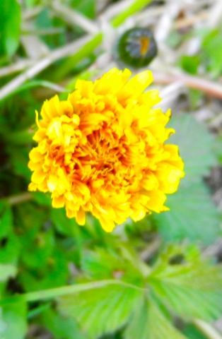 DSCN0041.jpg DSCN0041