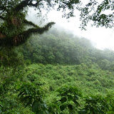 Dichter Regenwald auf dem Weg nach Huamuaca