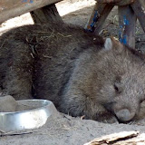 müder Wombat