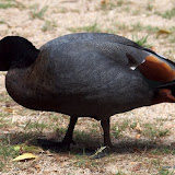 Pitangitangi